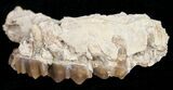 Oligocene Camel (Poebrotherium) Jaw Section #10539-1